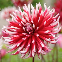 Dahlias, Dahlia Types, dahlia Varieties, Cactus Dahlias, Semi Cactus Dahlias, Decorative Dahlias, Pompon Dahlias, Ball Dahlias, Anemone Dahlias, Collarette Dahlias, Mignon Dahlias, Single Dahlias, Peony Dahlias, Orchid Dahlias, Waterlily Dahlias